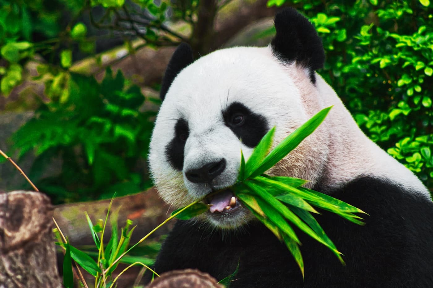 Chengdu homestays and vacation rentals by Tujia