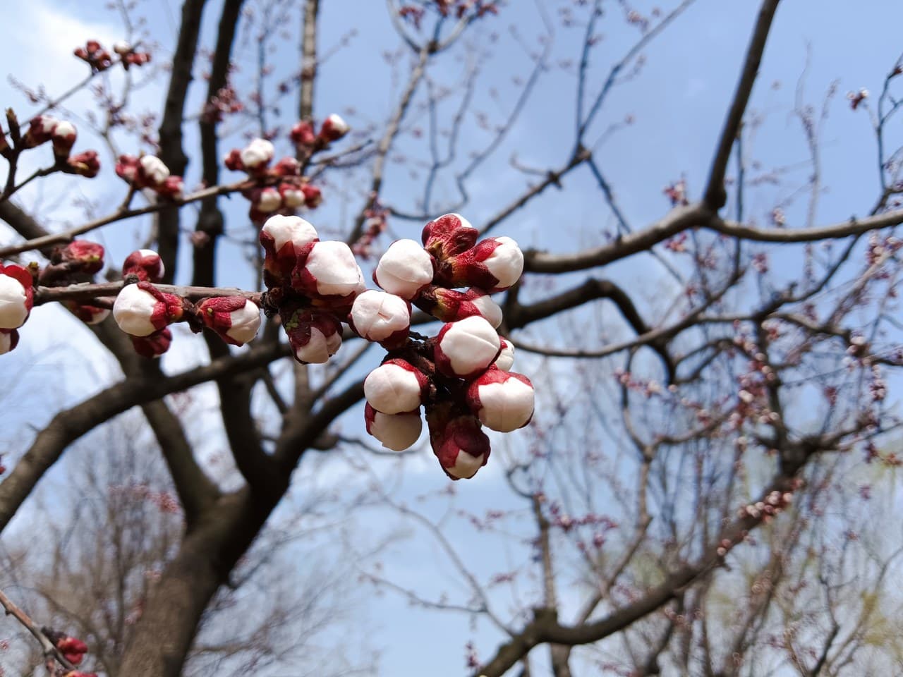 Plum Blossom Mountain and Xuanwu Lake