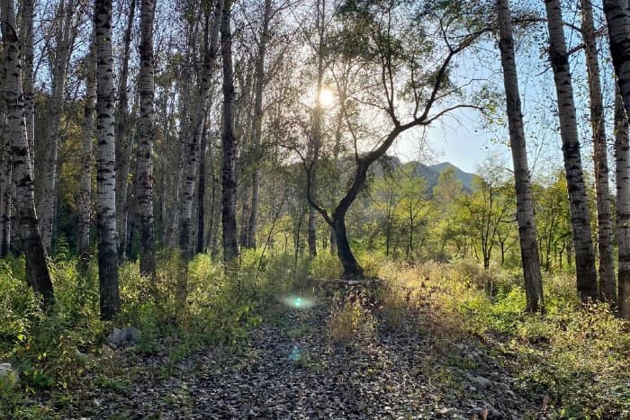 Poplar grove by the river