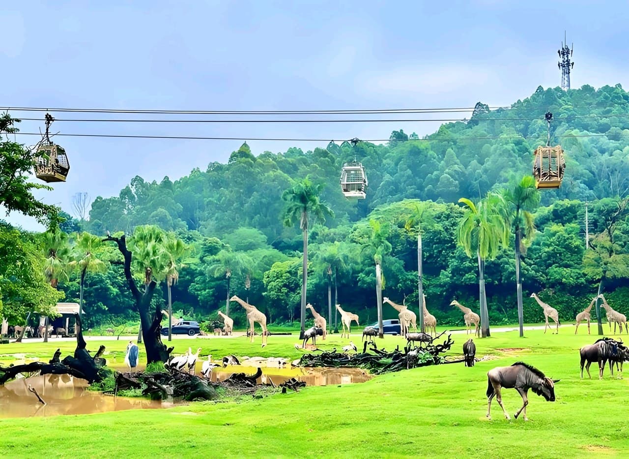 Guangzhou Tower/Chimelong Safari Park/Water Park